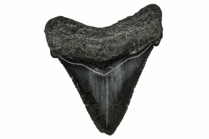 Serrated, Juvenile Megalodon Tooth - South Carolina #340644